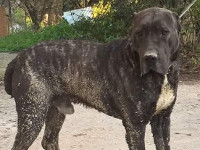 cane corso rustico